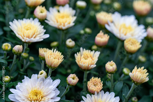 Cream chrysanthemums bloom among rounded buds and dark foliage
