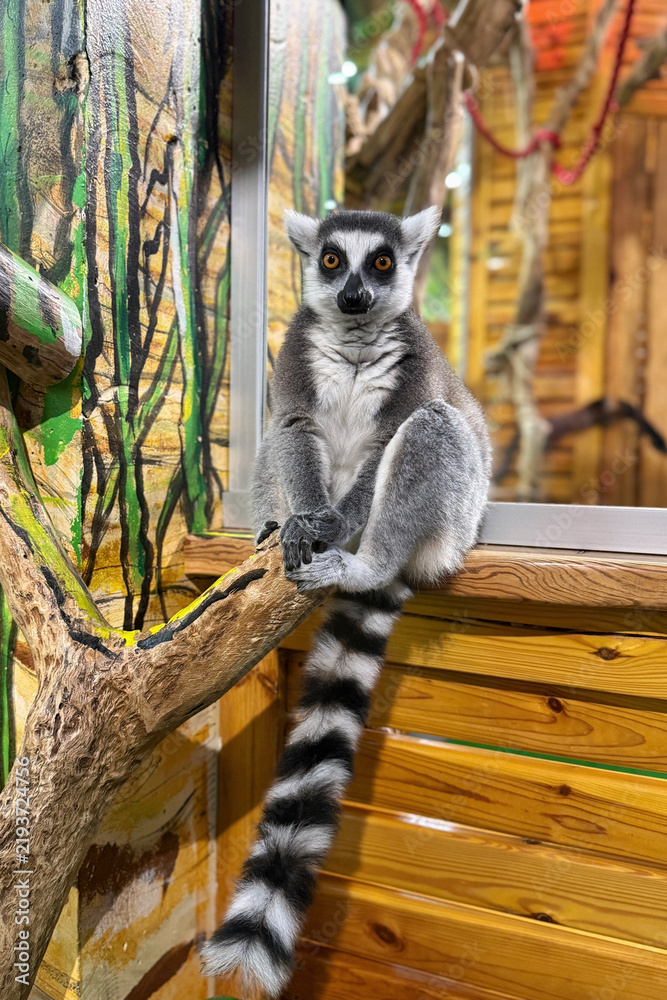 Obraz premium Ring-tailed lemur sitting on a tree branch in a zoo
