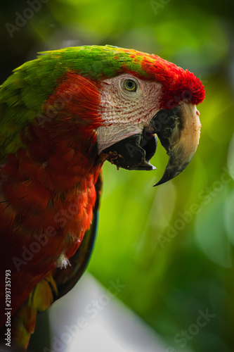 Принти на полотні Hybrid macaw (Ara macao + Ara ambiguus)