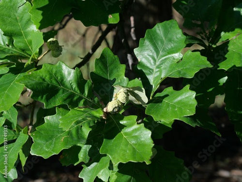 Swamp White Oak (Quercus bicolor) Leaves with Developing Acorns