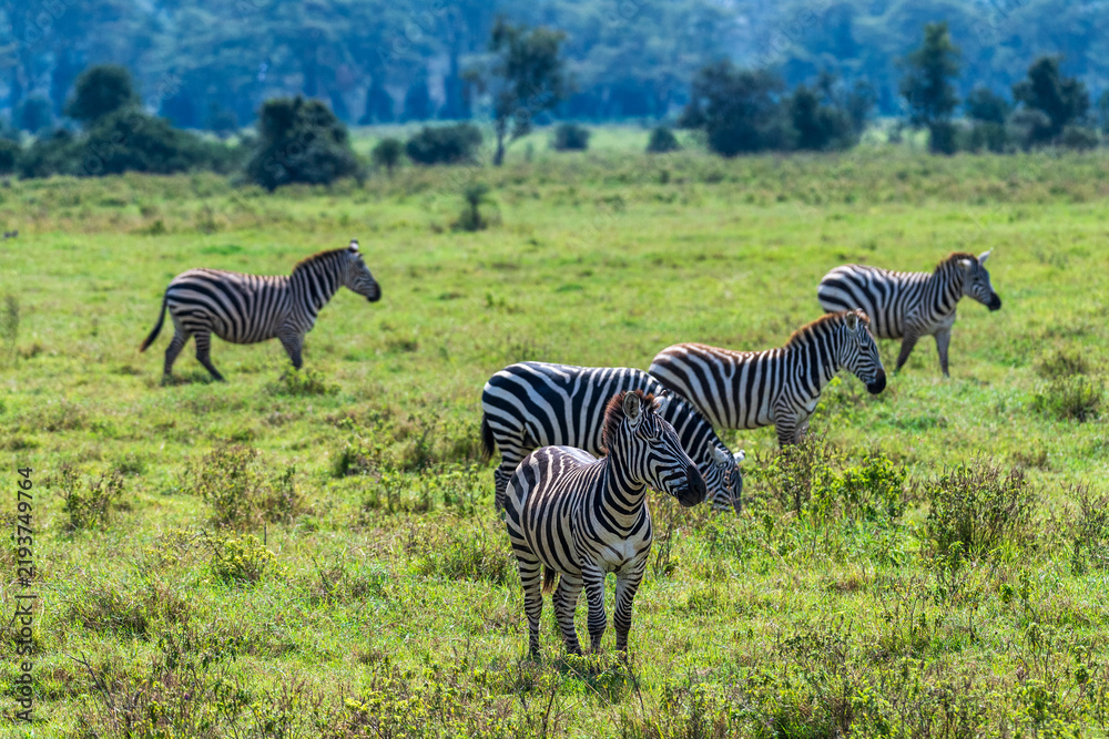 Fototapeta premium A herd of Plains zebra -Equus quagga- grazing in Lake Nakamuru national park in Kenya