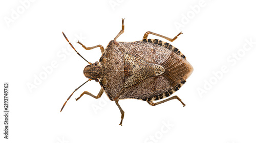 Konstfotografi Isolated Brown Marmorated Stink Bug, an invasive pest insect, close up studio shot