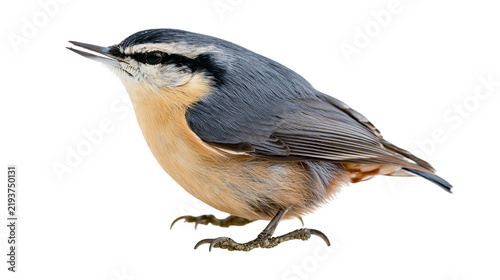 фотографія Isolated nuthatch bird with distinctive blue-grey plumage and orange breast, fac