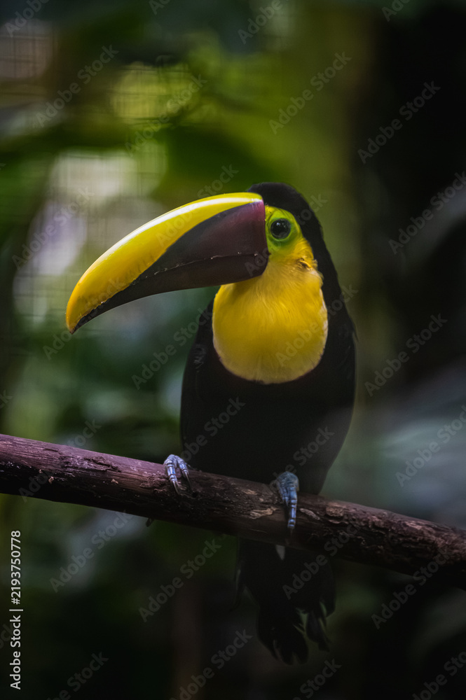 Fototapeta premium Yellow-throated toucan (Ramphastos ambiguus)