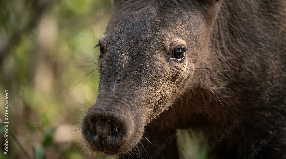 Obraz premium Close up portrait of an aardvark face showing detailed skin and eye