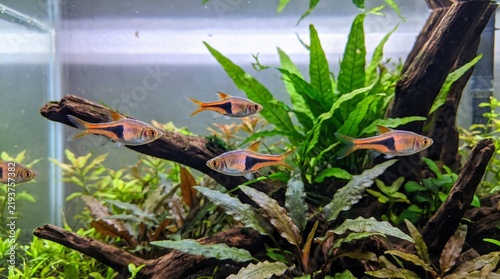 Plakat Hengeli rasbora fish