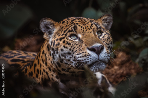 Photography Jaguar (Panthera onca)