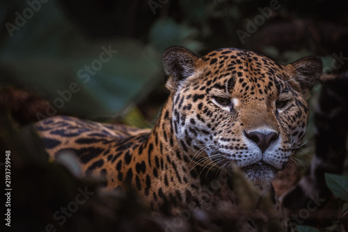 Photography Jaguar (Panthera onca)