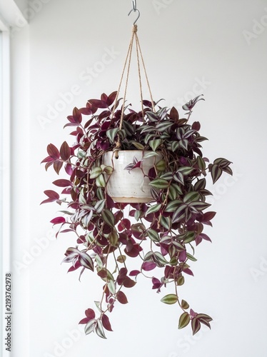 Hanging Tradescantia plant