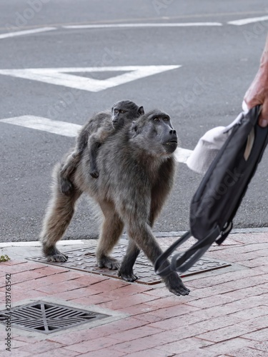 Konstfotografi A wild chacma baboon carries her infant along a city street in Simon's Town, Sou