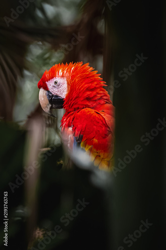 Obraz na płótnie Scarlet macaw (Ara macao)