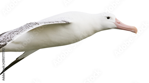 Fotografie Isolated majestic albatross in flight, an elegant powerful ocean seabird soaring