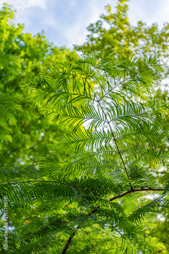 Obraz na plátne Green feathery needles of a conifer branch against blue sky and blurred canopy, sunlight filtering through the delicate leaves
