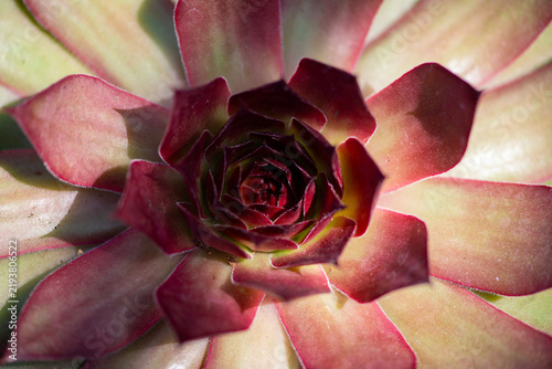 Fotografie Echeveria leaf pattern shows macro detail
