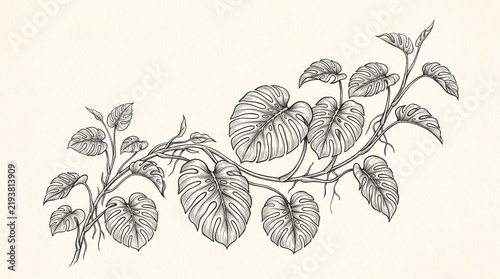 Monstera plant drawing