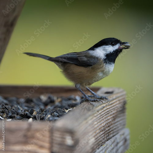 Black-capped Chickadee (Poecile atricapillus) inside a bird feeder filled with sunflower seeds.