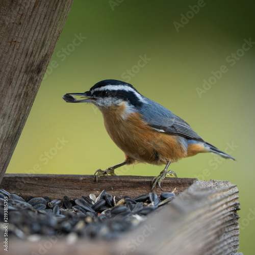 Quadro su tela Red-breasted Nuthatch (Sitta canadensis) inside a bird feeder filled with sunflower seeds