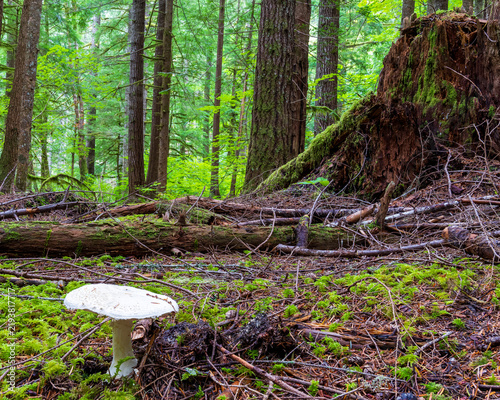 Mushroom in an old-growth forest in Western Oregon.