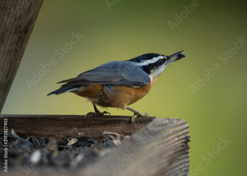Foto Red-breasted Nuthatch (Sitta canadensis) inside a bird feeder filled with sunflower seeds
