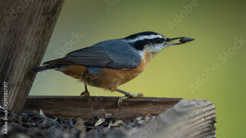 Fotografie Red-breasted Nuthatch (Sitta canadensis) inside a bird feeder filled with sunflower seeds