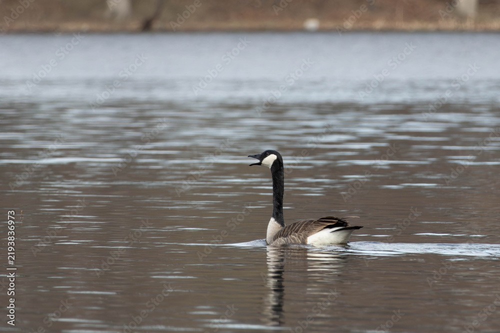 Fototapeta premium Canada Goose Vocalizing