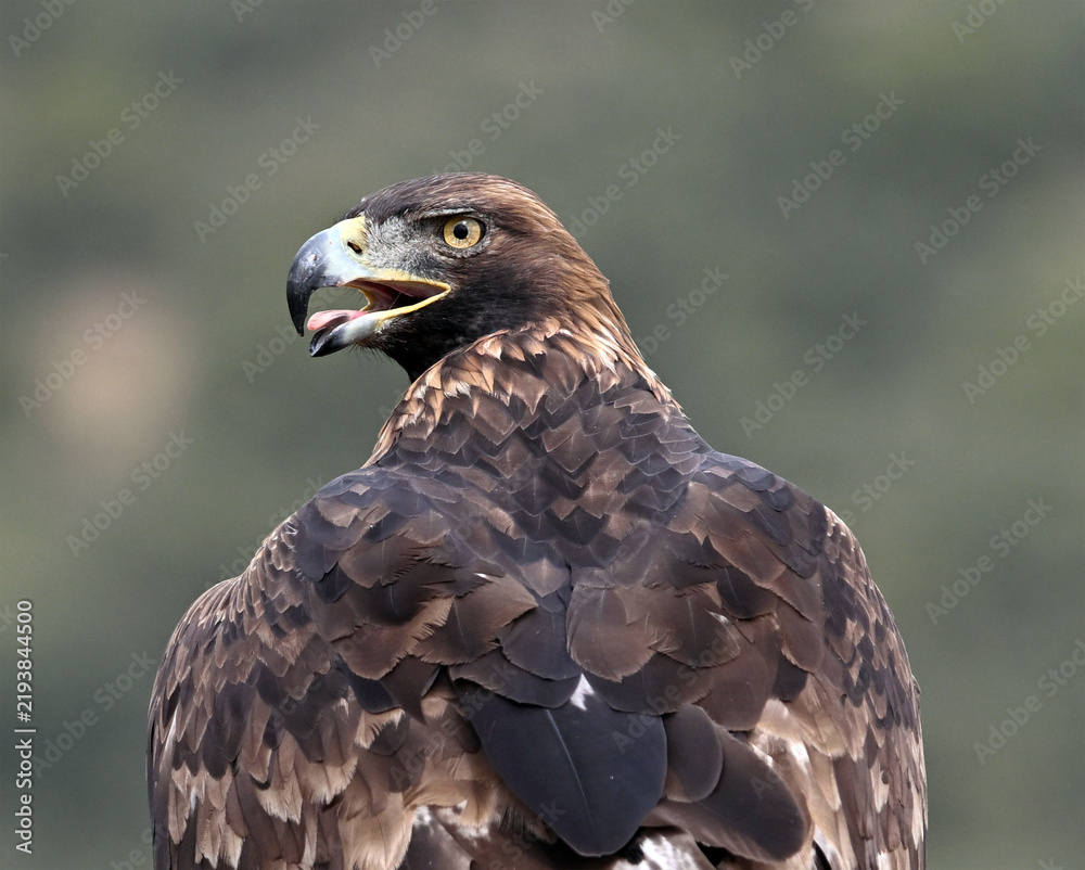 Fototapeta premium a majestic golden eagle in spain in the mountain