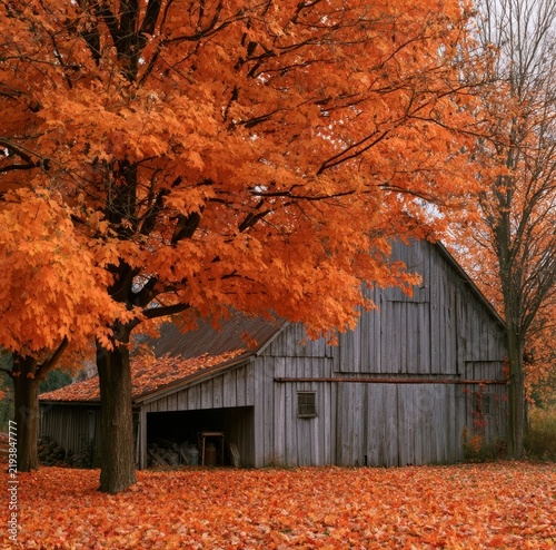 autumn tree in the park
