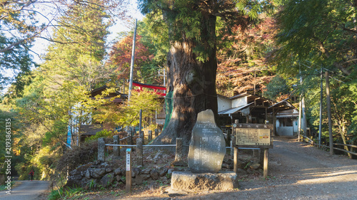 Obraz na płótnie 日本杉の横に「子ノ権現天龍寺」の説明版があるハイキングコースの風景／埼玉県飯能市
