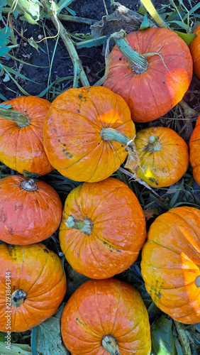 Fresh orange pumpkins scattered on the ground among green leaves in a farm field during autumn harvest season, showcasing their natural texture and color