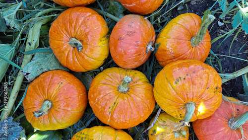 Freshly harvested orange pumpkins scattered on green foliage in a garden setting, showcasing their vibrant colors and natural textures