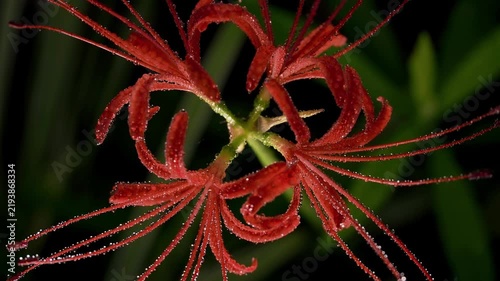 Tokyo,Japan - September 16, 2026: Closeup of Red spider lily or Lycoris radiata  in the rain at dawn
