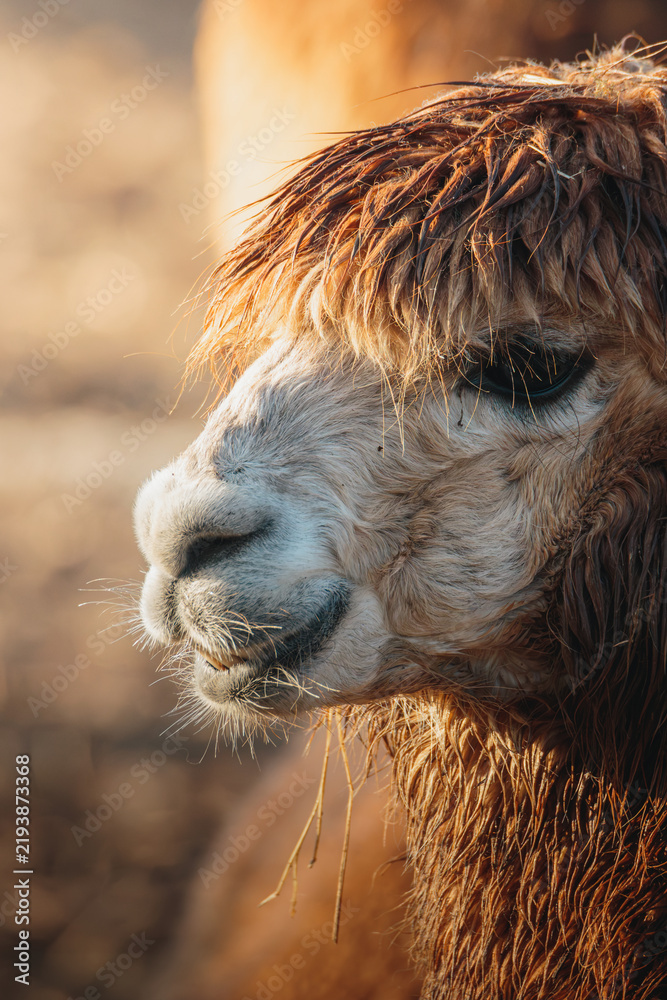 Fototapeta premium Brown Alpaca in warm evening light, Bulkington Warwickshire rural livestock portrait series 2026