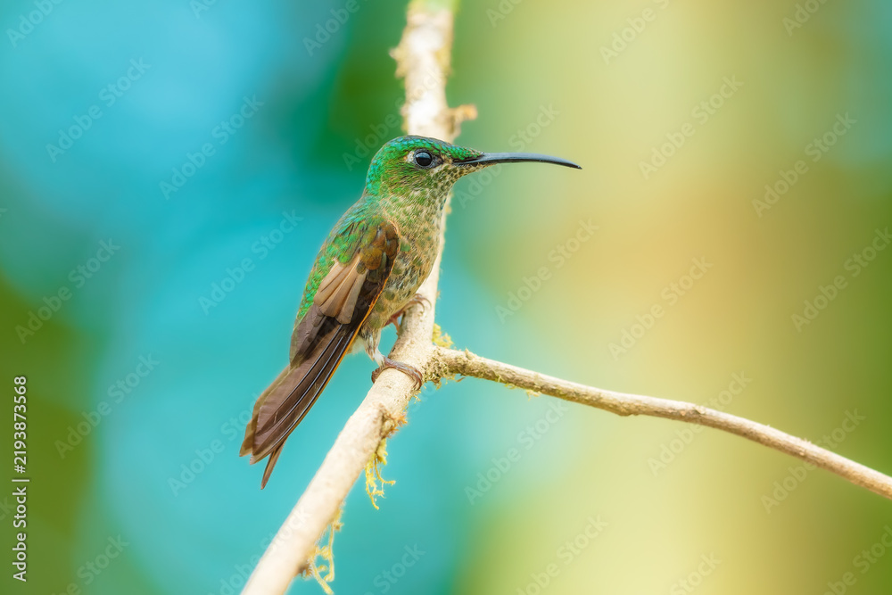 Fototapeta premium Fawn-breasted Brilliant hummingbird perched on a slender branch in the Andean cloud forest of Ecuador, displaying its warm buffy-cinnamon underparts and slightly curved bill.
