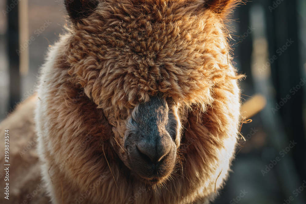 Fototapeta premium Brown Alpaca in warm evening light, Bulkington Warwickshire rural livestock portrait series 2026