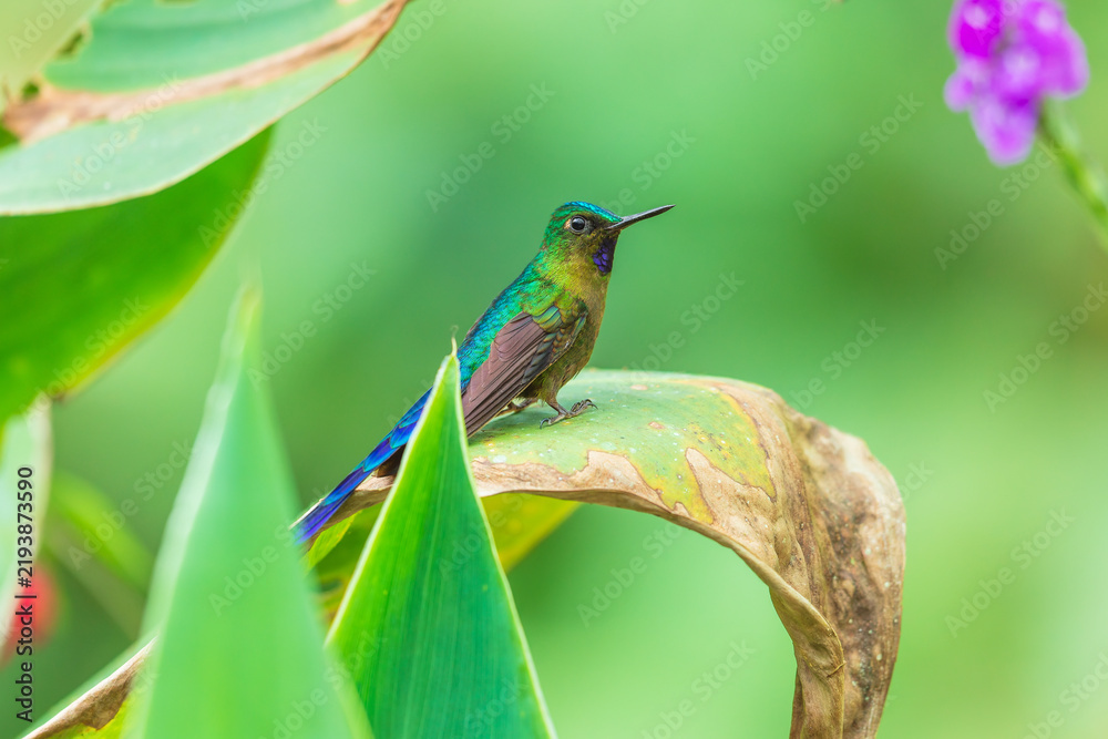 Obraz premium Violet-tailed Sylph hummingbird perched on a vibrant green leaf in the cloud forest of Ecuador, showcasing its long tail and sparkling plumage.