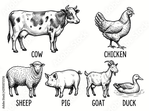 Farm animals ink illustrations set