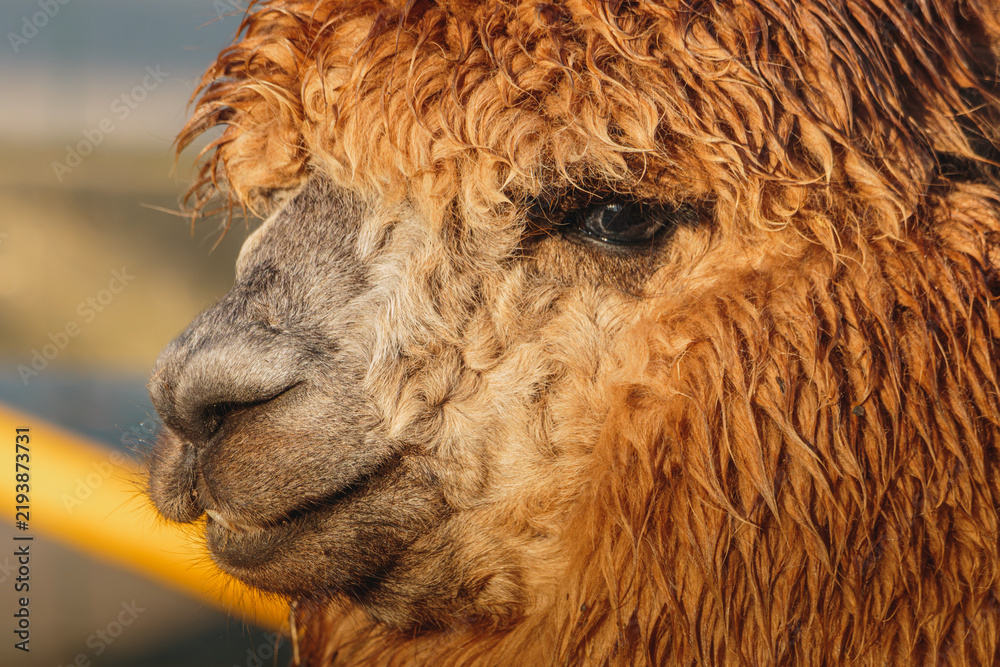 Fototapeta premium Brown Alpaca in warm evening light, Bulkington Warwickshire rural livestock portrait series 2026