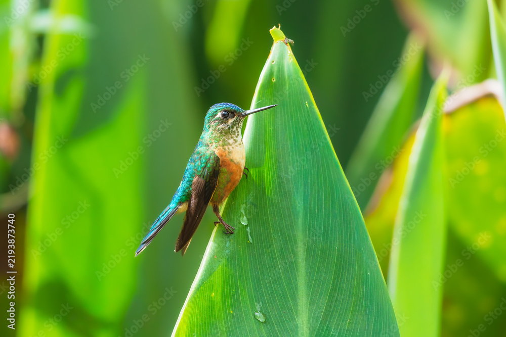 Fototapeta premium Female Violet-tailed Sylph hummingbird perched on a vibrant green leaf in the cloud forest of Ecuador, showcasing its long tail and sparkling plumage.
