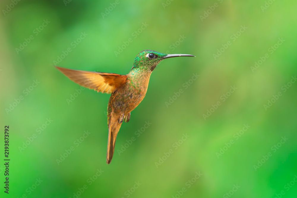 Fototapeta premium Fawn-breasted Brilliant hummingbird perched on a slender branch in the Andean cloud forest of Ecuador, displaying its warm buffy-cinnamon underparts and slightly curved bill.