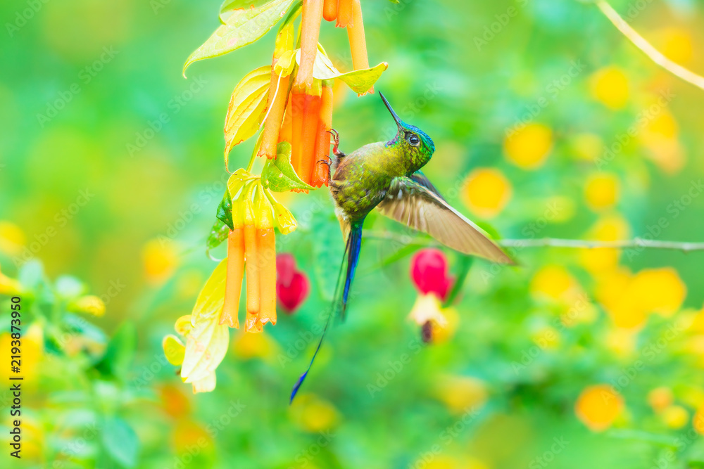 Obraz premium Violet-tailed Sylph hummingbird perched on a vibrant green leaf in the cloud forest of Ecuador, showcasing its long tail and sparkling plumage.