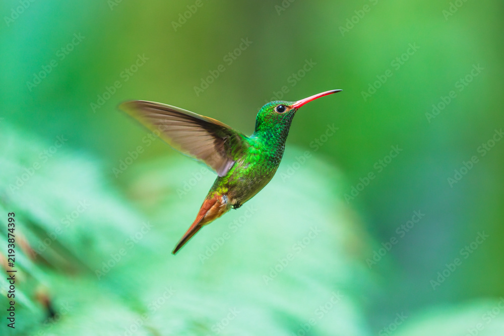 Fototapeta premium Rufous-tailed Hummingbird in flight against a lush green background in Ecuador, showcasing its brilliant emerald-green body, reddish tail, and distinct pinkish-red bill.
