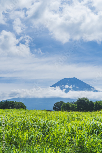 Naklejka 日本の風景【静岡県富士宮市】夏の朝霧高原から望む美しい富士山 Mount Fuji in summer
