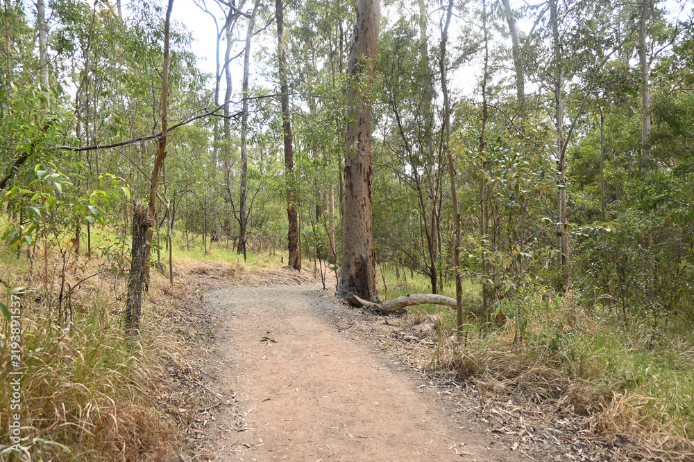 Obraz premium Winding Dirt Walking Trail Through Eucalyptus Bushland in Australia