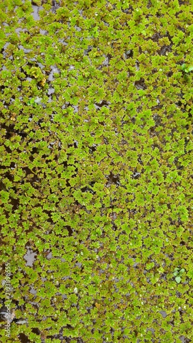 Obraz na plátně Lush Green Moss Covering the Ground