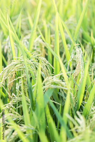 Obraz na plátně A close-up view of mature rice plants bearing plump grains, growing in a sunlit agricultural field