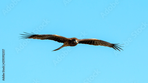 Quadro su tela Brown kite raptor bird flying with wings fully spread across blue sky, showing w