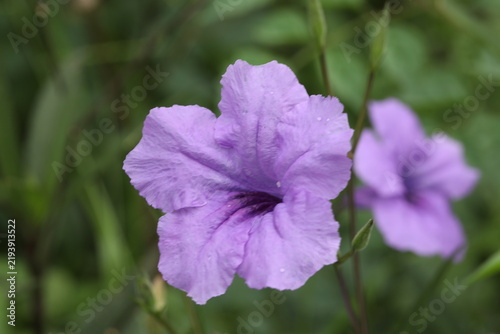 Beautiful Mexican petunia flowers growing by a white wall. Ruellia simplex purple flowers in a lush garden bed. Blooming purple wild petunia bushes in outdoor park landscaping. Field of violet.