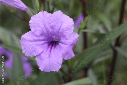 Beautiful Mexican petunia flowers growing by a white wall. Ruellia simplex purple flowers in a lush garden bed. Blooming purple wild petunia bushes in outdoor park landscaping. Field of violet.