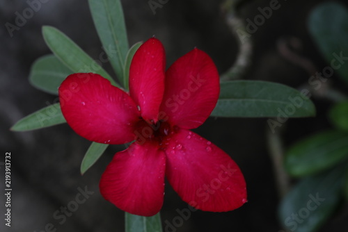 Konstfotografi Close-up of a vibrant red desert rose flower with small water drops