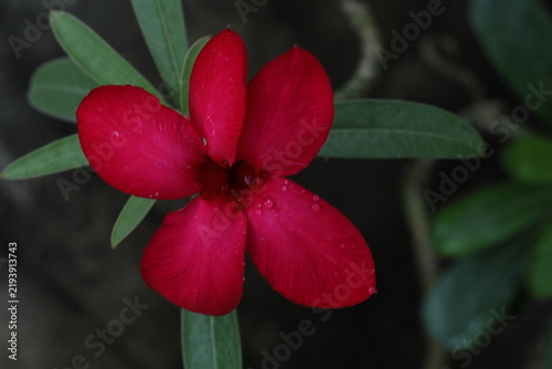 Konstfotografi Close-up of a vibrant red desert rose flower with small water drops
